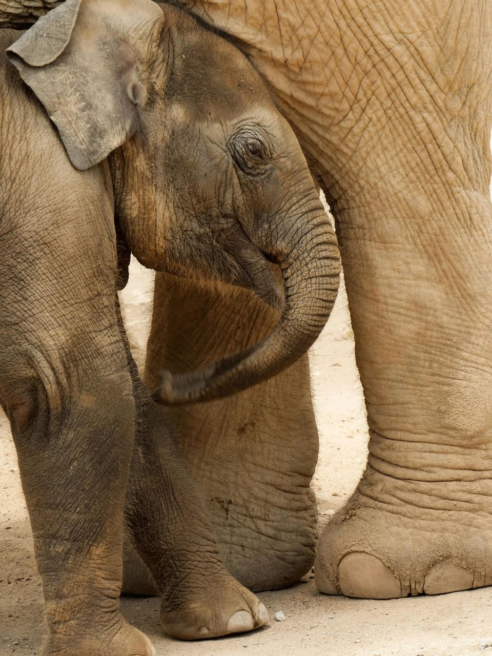 Enjoy thrilling wildlife encounters at Safari World Bangkok with Kaumadee Travels – see exotic animals, marine shows, and family-friendly adventures.